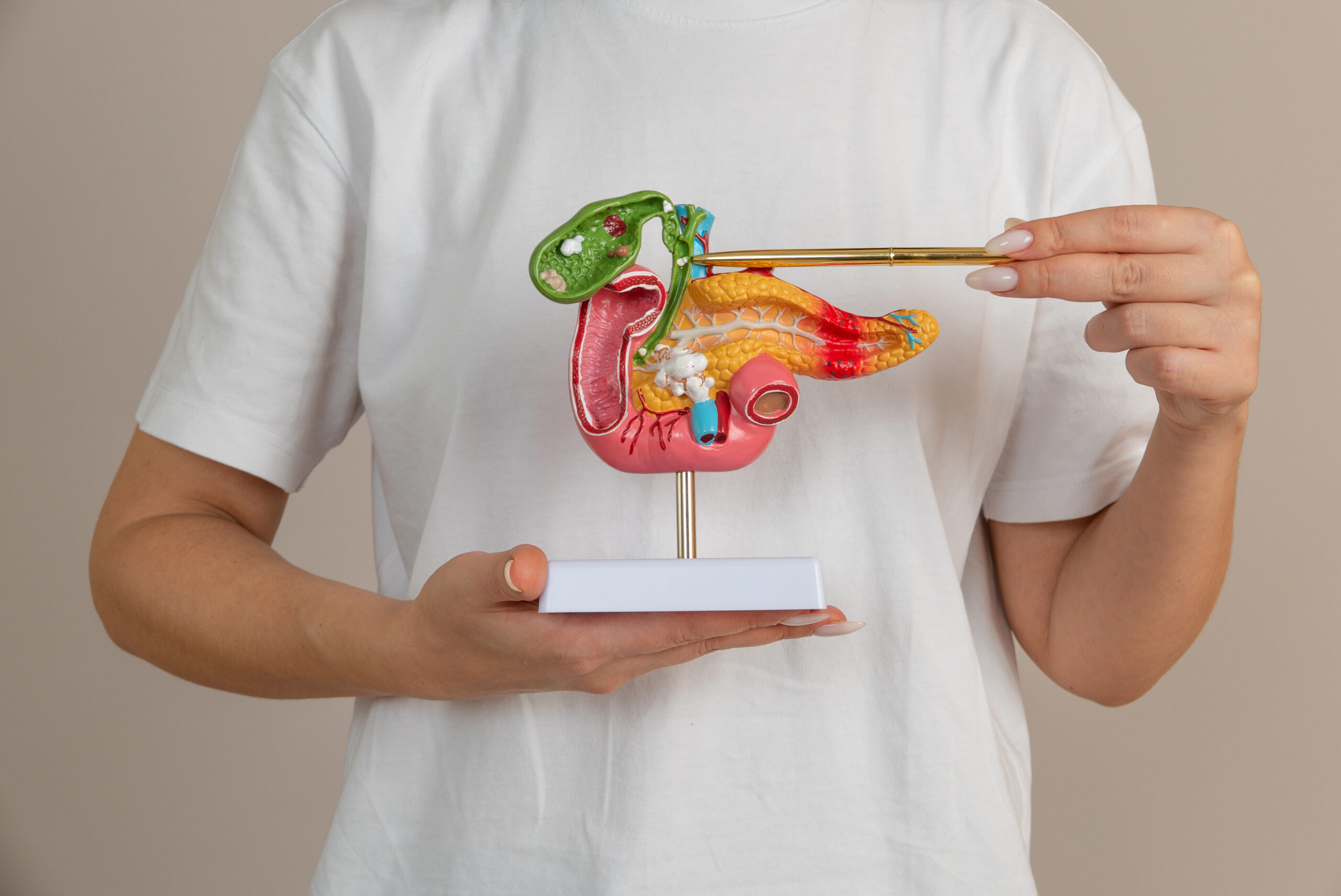 woman doctor pointing a pancreas mockup doctor standing drvarbobitis front page